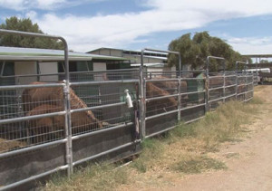 Rockin' Bar S Ranch