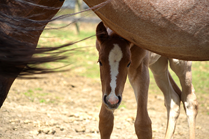 EC Foal Photo of the Day: By VS Flatline