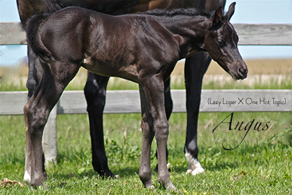 EC Foal Photo of the Day: By Lazy Loper