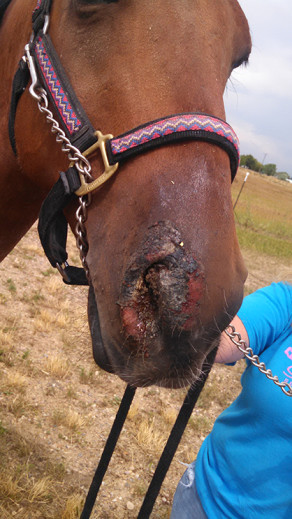what is ehv-1 horse virus