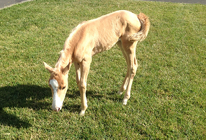 Newborn Foal Treated For Botulism, Endures Month-Long Hospitalization