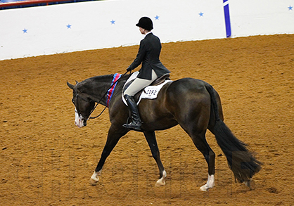 Burgess, Christensen, and Gralla Win AjPHA Youth Hunter Under Saddle Titles