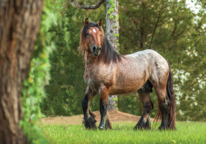 "Simba du pont de Tournay"  The Ardennes or Ardennais is one of the oldest breeds of draft horse originating from the Ardennes area in Belgium, Luxembourg and France.
