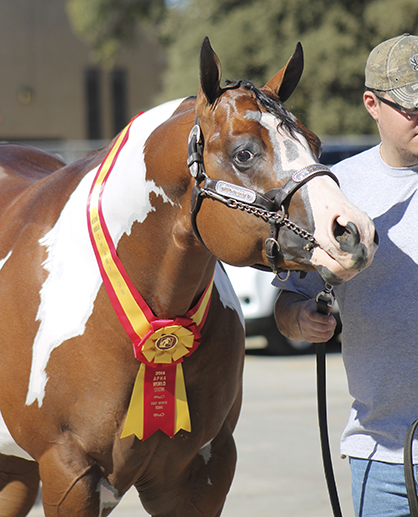 Last Chance Events This Weekend to Qualify For APHA World Show