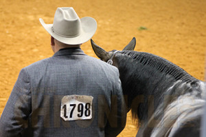 Even Halter horses will be required to wear a schooling number affixed to its halter.