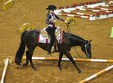 Working Orders Up For 2015 AQHYA World Show