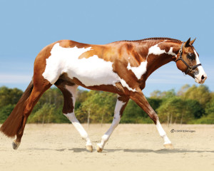 LivingLargeTrot