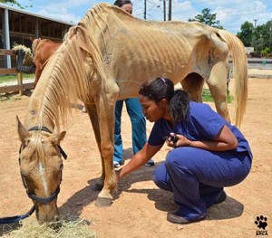Photo courtesy of Houston SPCA.
