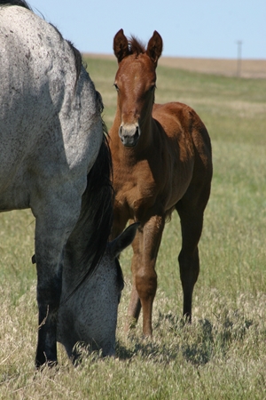 AQHYA Members Can Earn Scholarships By Raising/Training Foals Through Ranching Heritage Young Horse Development Program