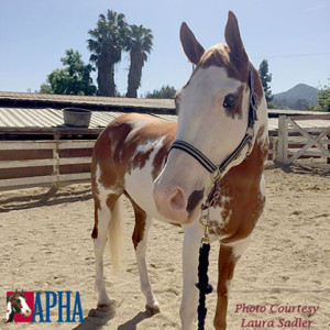 Photo courtesy of APHA.