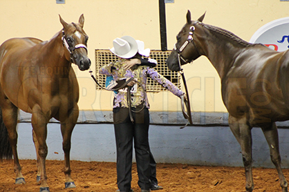 This Morning’s AQHYA Halter World Champions Are Castle, Hamm, and Hamm