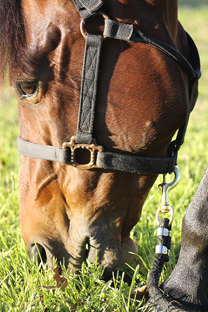 Spring Tapeworm Control Important for Grazing Horses