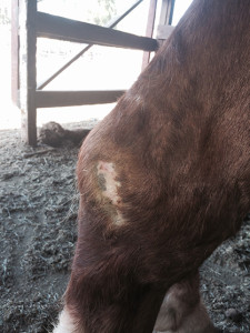 Ike after. Photo courtesy of Click Horse Products, Inc.