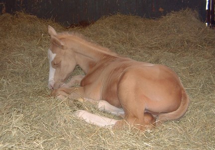 Born 34 Days Too Early, Premature Palomino Colt Goes on to Become World/Reserve World Champ in Three Different Breeds