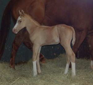 Midas as a foal. Photo provided by Mary Cage.
