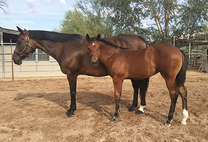 Half Sister to A Certain Vino and Many More Will Sell in Pro Horse Services Performance Broodmare and Prospect Online Auction
