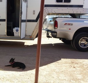 "Not many people think Chihuahua when you say barn dog or horse show dog, but ours is the first one in the truck when we hook up the trailer. She trots along to the wash rack, and sits by the rail or in the show barn all day!  She even hangs out in the barn at home with us daily while we feed and clean stalls. Her name is Daisy and she is awesome! Photo sent in by Shannon Newell.