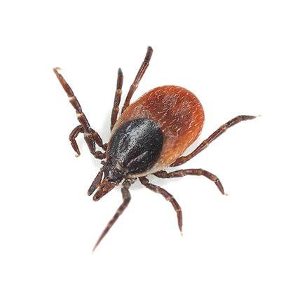 Don’t Let Your Guard Down- Ticks Are Still a Danger to Your Horse
