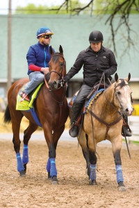 American Pharoah and Smokey head to the track at Churchill Downs. 4.20.2015. Photo Credit: Rickelle Nelson