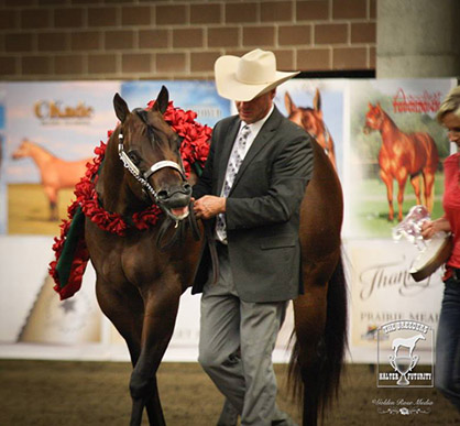 Pre-Entry Numbers For 2018 Breeders’ Halter Futurity Show Increase Over Last Year