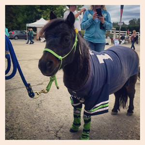 Lil Mini Earl- the Seahawk Pony