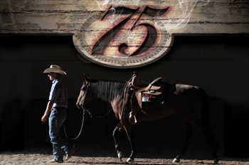 AQHA 75th Anniversary World Show Sale by Markel