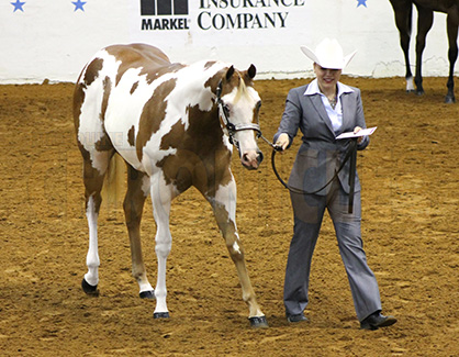 BREAKING NEWS: Amateur and Open COLOR Division Announced For 2016 Breeders’ Halter Futurity