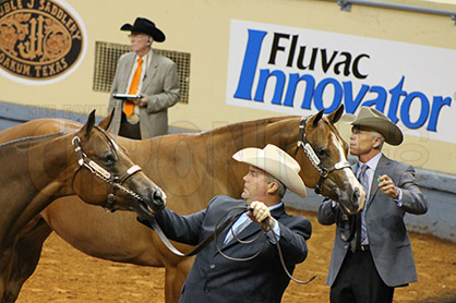 WCHA Announces 2nd Annual World Champion Conformation Classes to be Held at AQHA World Show