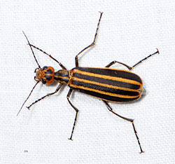NC Issues Stop-Sale Order on Alfalfa Hay Possibly Contaminated with Blister Beetles