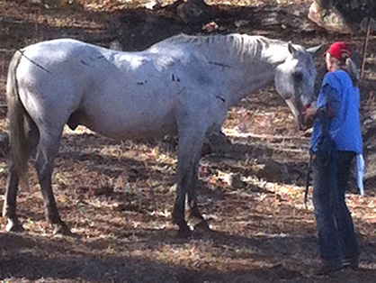 UC Davis Veterinarians Work Around the Clock to Care For CA Fire Victims