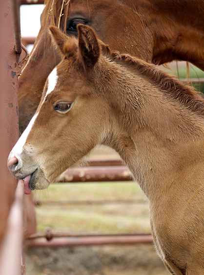 Weird Wednesday News: 12 Licking Ponies Cause $1,380 in Damage to Car’s Paintwork