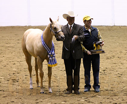 First Halter Wins of the Morning at 2015 QH Congress Go to Jason Smith with Streak of Style and Bee Jewelled- Weanling and Yearling Fillies