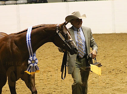 First Two Halter Wins of the Morning Go to Tom Robertson/I Am Relentless and Jason Smith/TF Bullet Proof