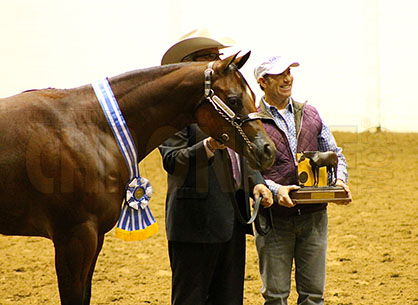 Halter Amateur Mare Winners Include Peden, Berris, Koch, Habighorst, Weakly, Alderson