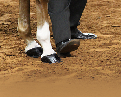 Performance Halter – What Are Judges Looking For?