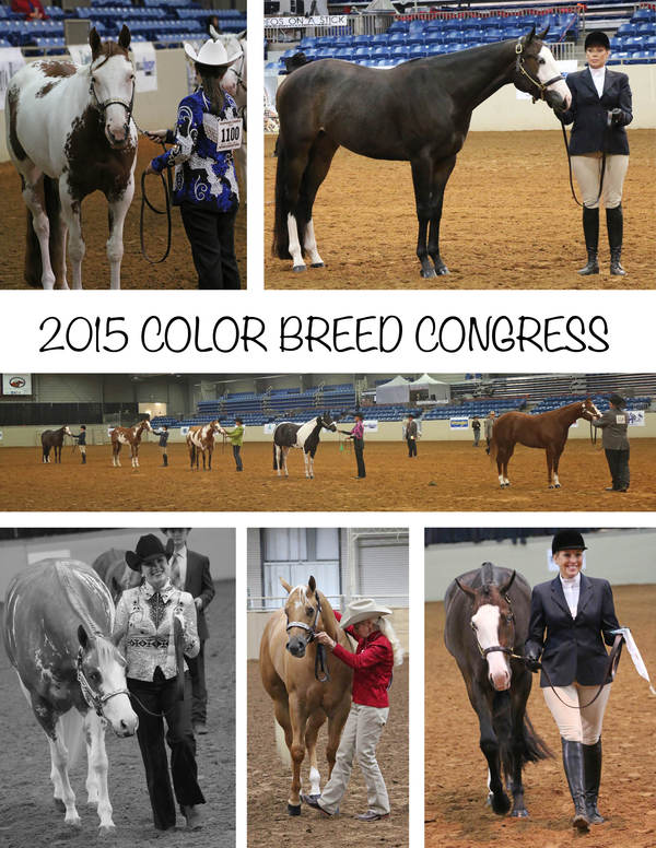 Day 1 Around the Rings at 2015 Color Breed Congress