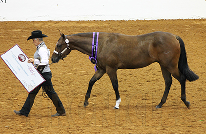 Kathie Kennedy and Hesa Love Machine Win APHA World BF Gold Yearling Longe Line