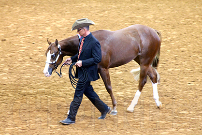 Tim Gillespie and Sheza Special Machine Win APHA World Show Open Yearling Longe Line