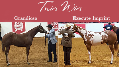 Embryo Twins Win Weanling Stallions and Weanling Geldings at 2015 APHA World Show