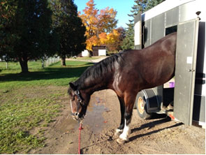 Horse Trapped in Trailer Rescued by Firefighters