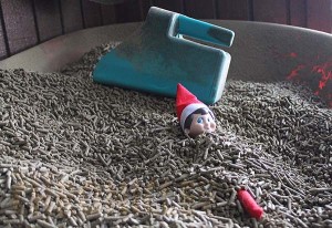 Feeding Time Elf- This sweet elf wanted to help out with the morning chores, but he got a bit distracted...