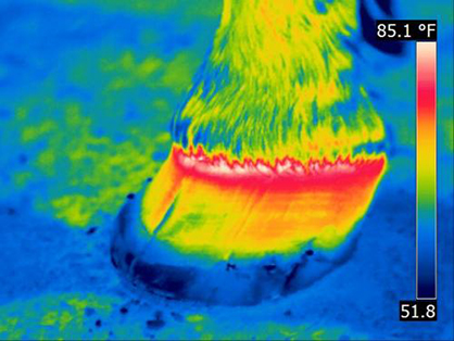 The Importance of Hoof Health to Overall Performance