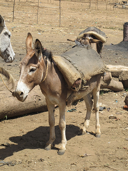 600 Equines Receive Emergency Feed Each Day During Ethiopian Drought