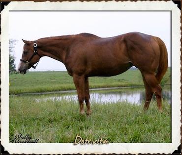 Rest In Peace- Great AQHA Mare, Dotevita (1990-2016)