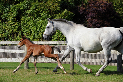 Test Tube Foal Born Using Egg Harvested From Mare That Died 11 Months Earlier