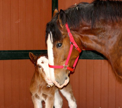 Just in Time For Super Bowl 50, Budweiser Welcomes Newest Clydesdale!
