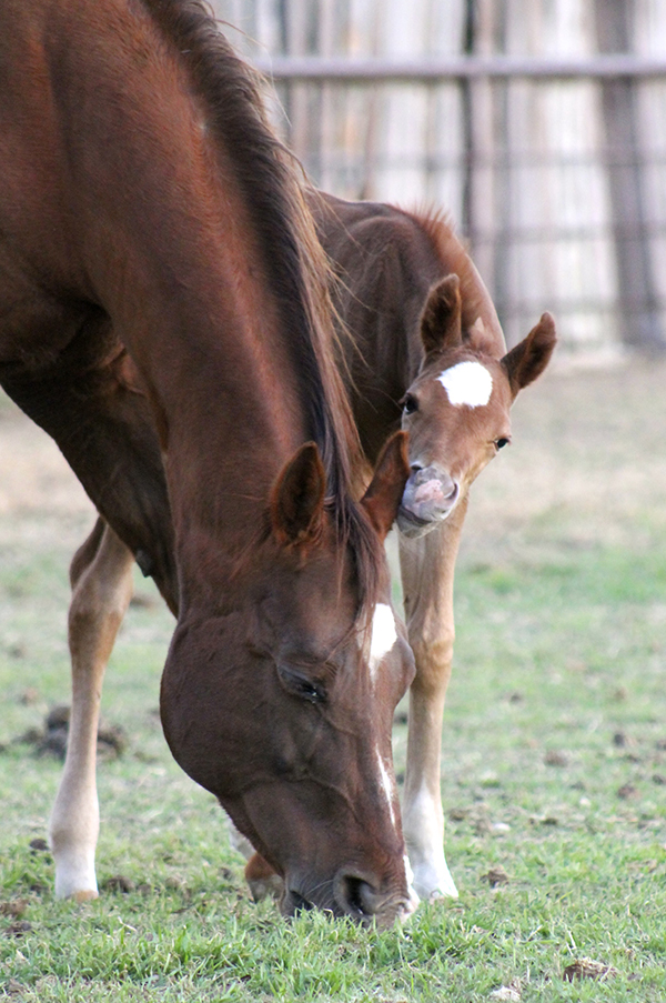 It’s Time For the 2016 EC Foal Photo Gallery!