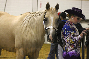 Palomino