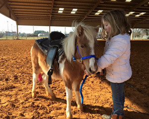 Addy training Katie Perry. She was a kill pen pony who wasn't even halter broke when she was purchased from the kill pen. 