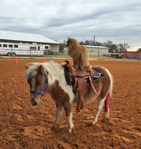 Katie Perry taking the barn cat for a ride!